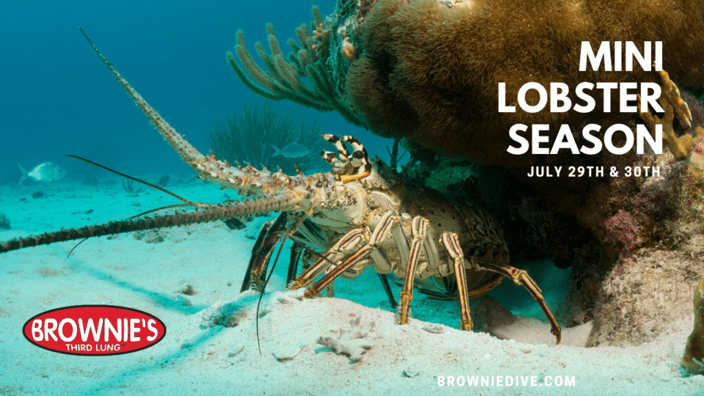 Florida Lobster Season is Almost Here! Brownie’s THIRD LUNG™