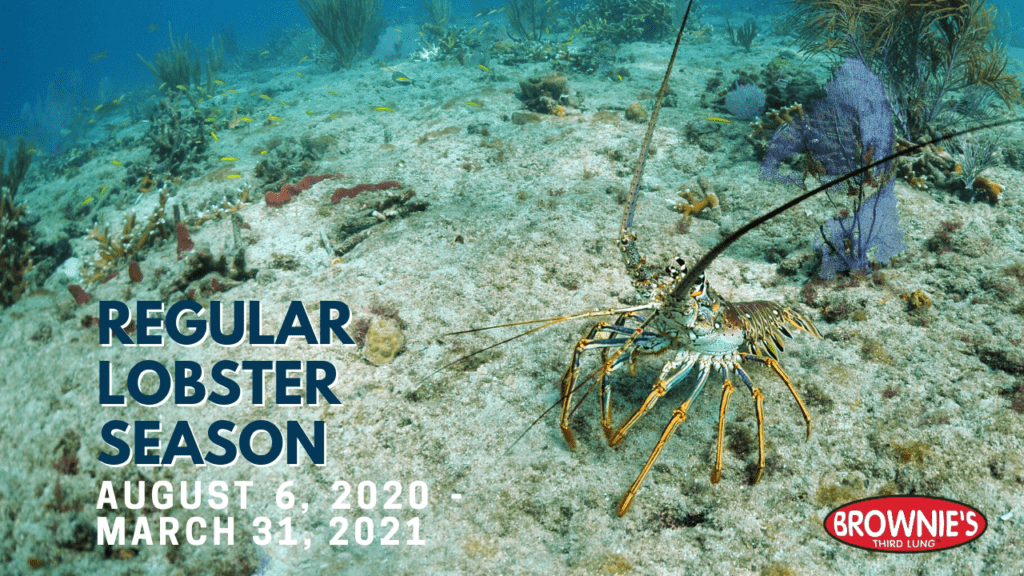When Is Florida Lobster Season 2025 Zoe Tucker
