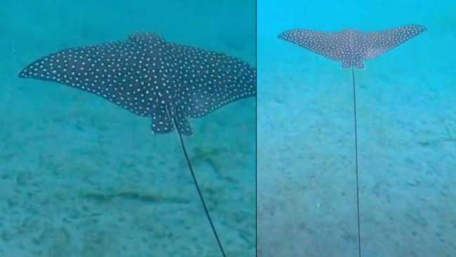 Spotted Eagle Rays are a treat to see while exploring the underwater world! Learn about fun facts that make these rays so interesting